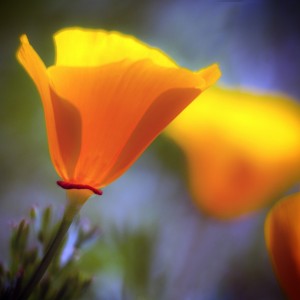 California High School & College Scholarship Opportunity: Youth Forward California High School & College Scholarship Opportunity: Youth Forward